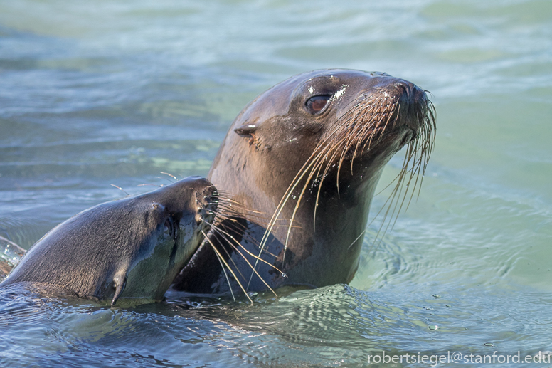 galapagos